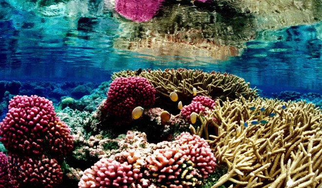 coral reef